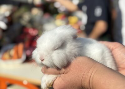 Петачки вашар укуса