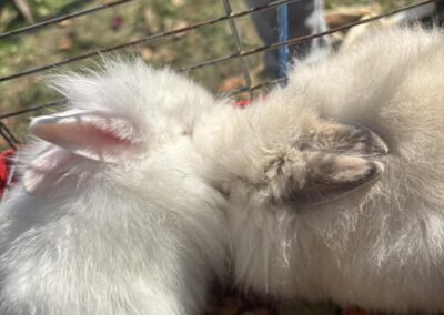 Петачки вашар укуса